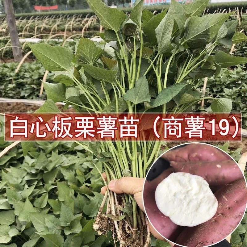 [淀粉薯红薯苗]山东红薯苗  商薯19济薯25地瓜苗番薯2斤