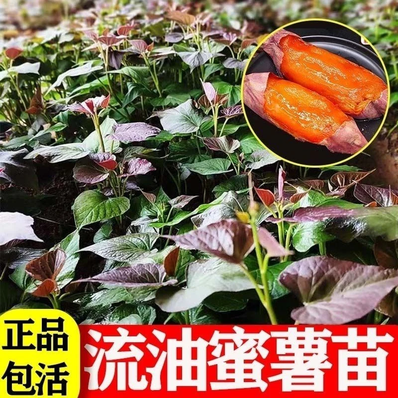 山东红薯苗 烟薯25号 苗板栗薯 西瓜红哈密 苗番薯等25种品种 2斤