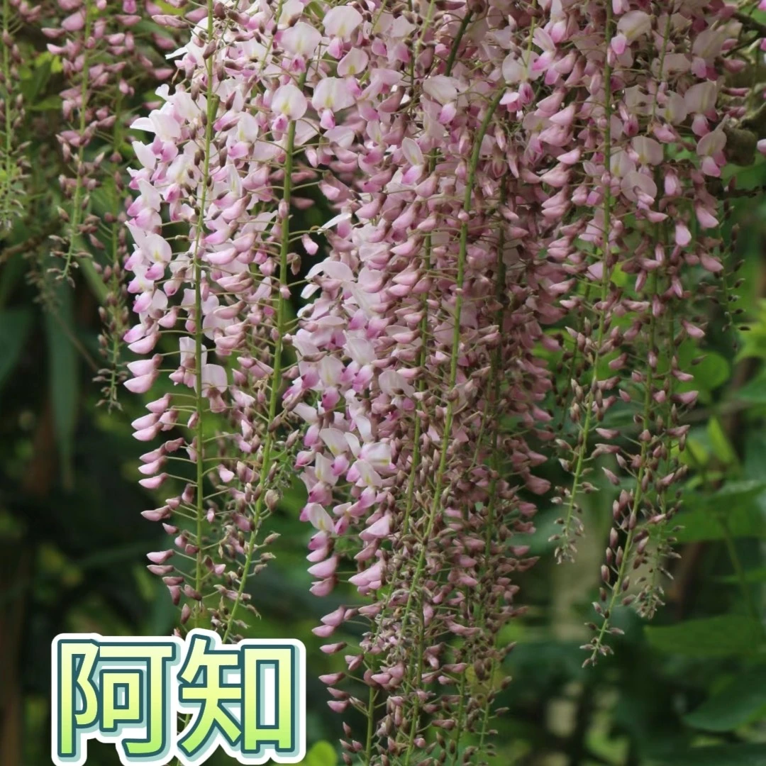 紫藤老桩庭院风景开花好养易活耐寒耐热包邮到家