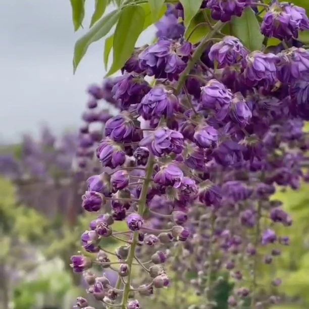 紫藤老桩庭院风景多季开花好养易活耐寒耐热包邮到家