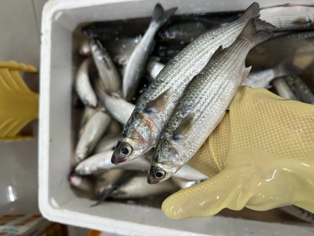 野生海捕小乌头鱼 新鲜小乌头 顺丰