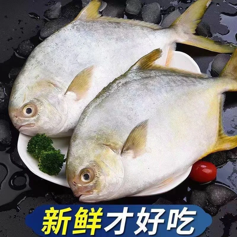 新鲜金鲳鱼鲜活冷冻金昌鱼帮杀18~20%的损耗顺丰鲳鱼正宗