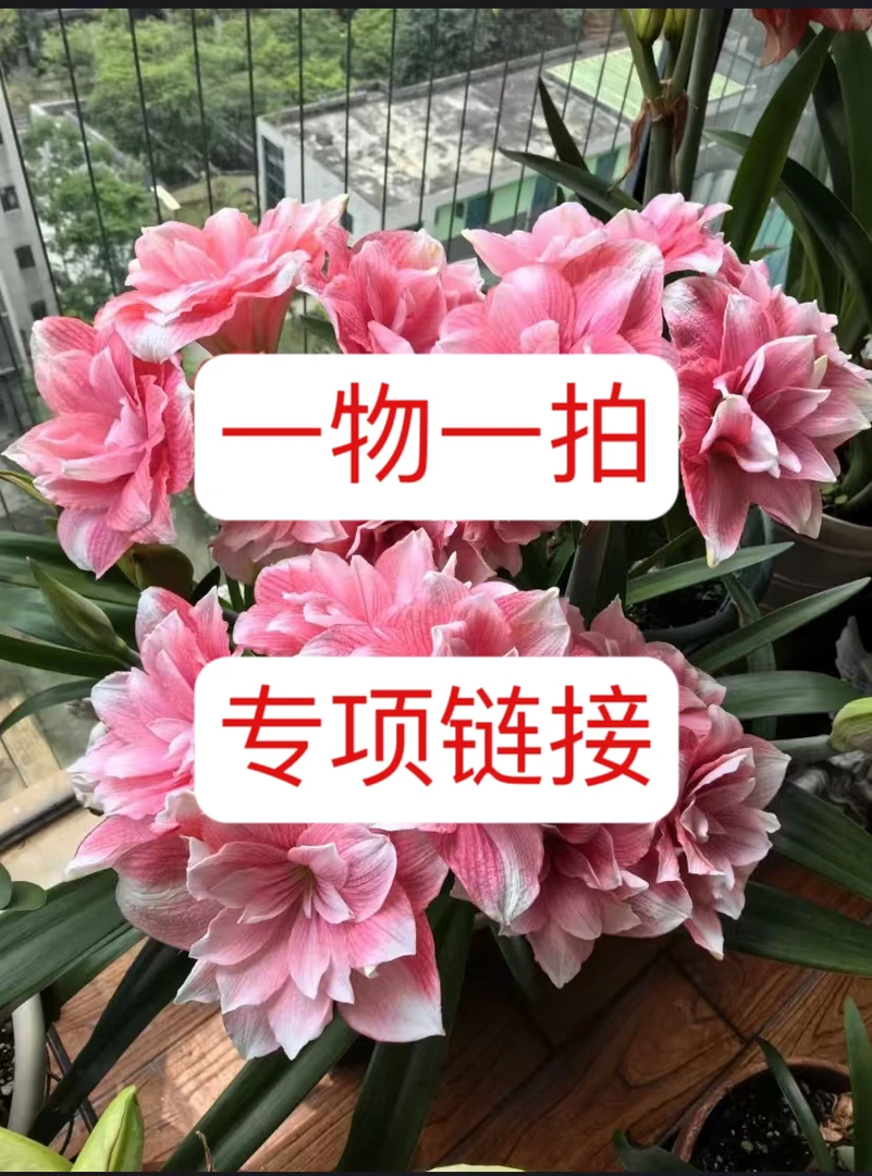 一物一拍 专项链接 朱顶红包对版