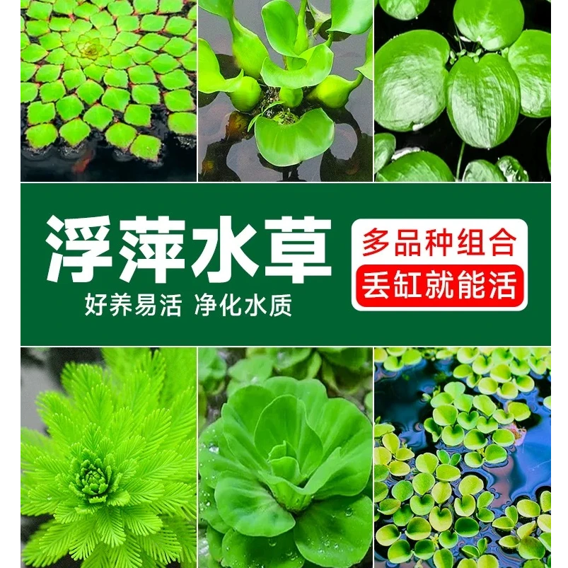 浮萍水草植物鱼缸造景水培植物水草一叶莲水芙蓉水葫芦