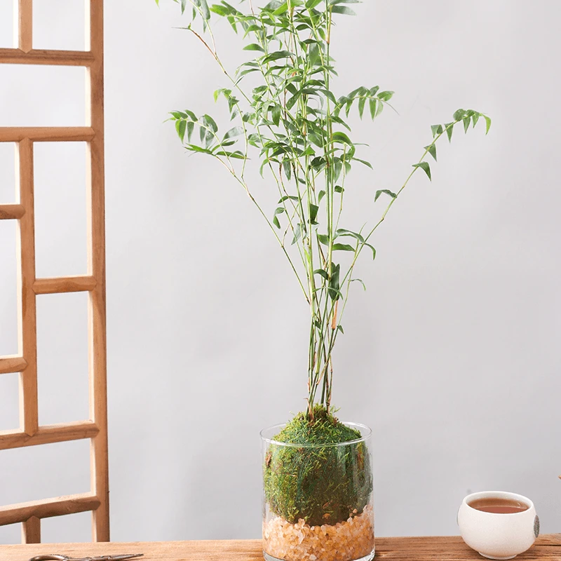 米竹盆栽苔藓球水培米竹好养室内微盆栽竹子盆栽禅意观赏绿植