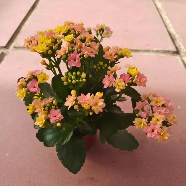 变色龙-重瓣长寿花110盆【整体高20cm以上】