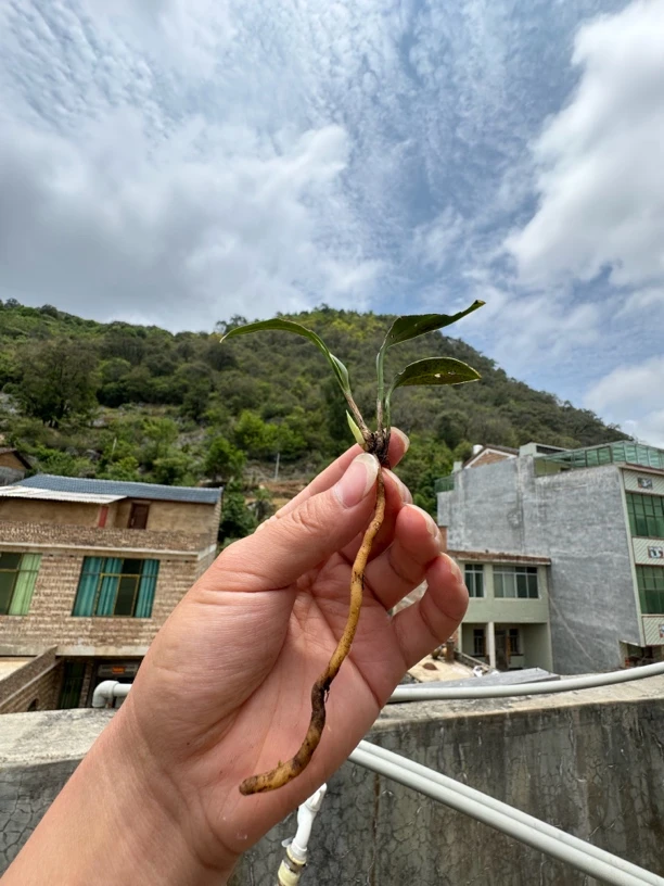 兔耳兰艺草盆景绿植
