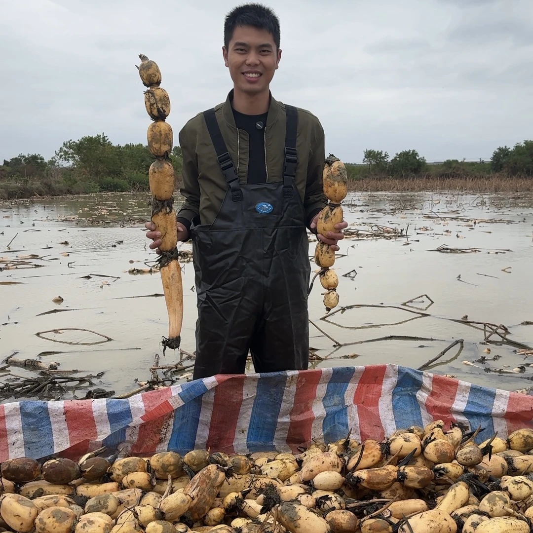 江子川纯藕粉正宗古法纯正刀削藕粉无糖藕粉纯藕粉100%正品