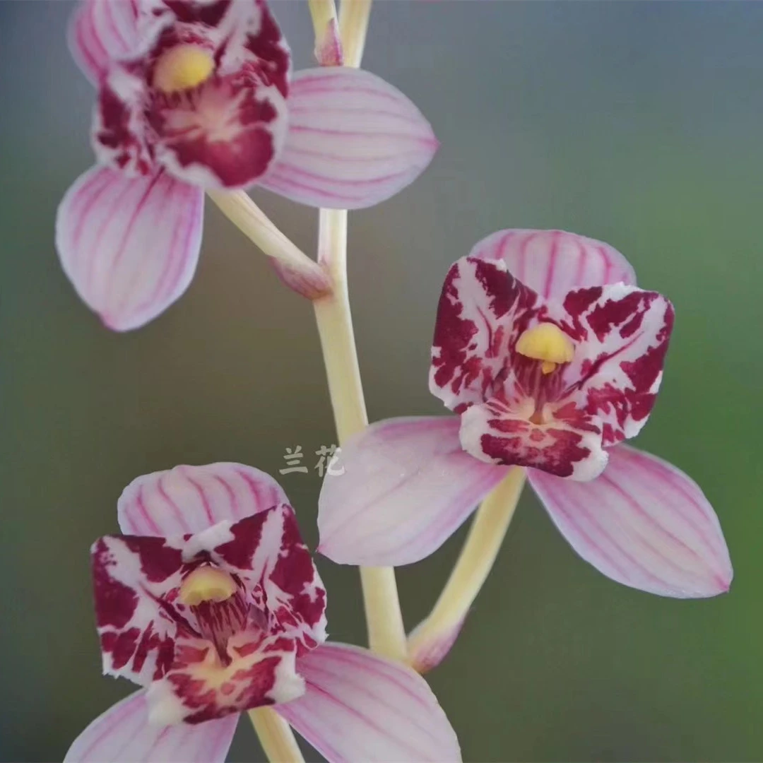建兰凤舞九天兰花蝶花清香荷瓣中草型直播花卉礼品鲜花室内盆栽景