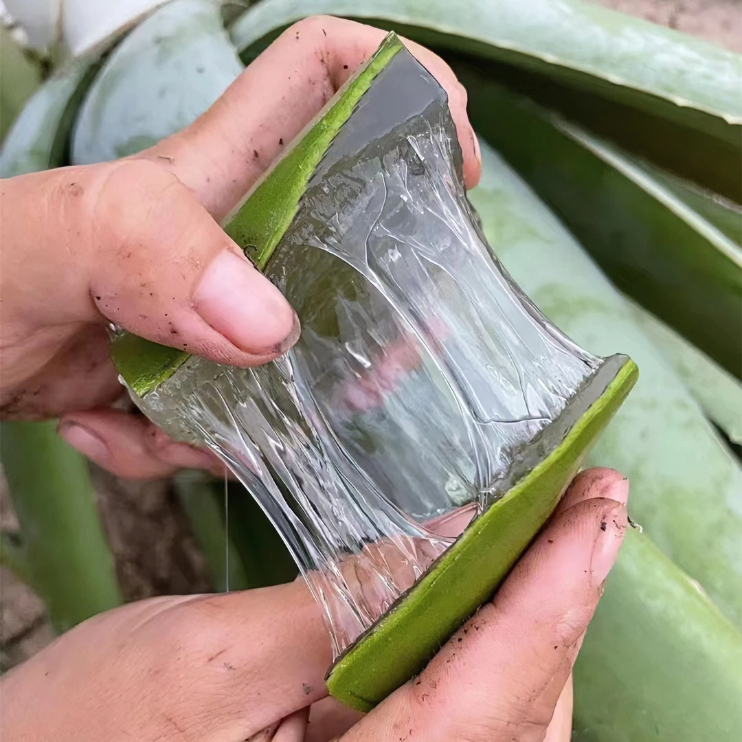 芦荟叶片美国库拉索芦荟盆栽植物美容院灌肤专用可食用新鲜补水