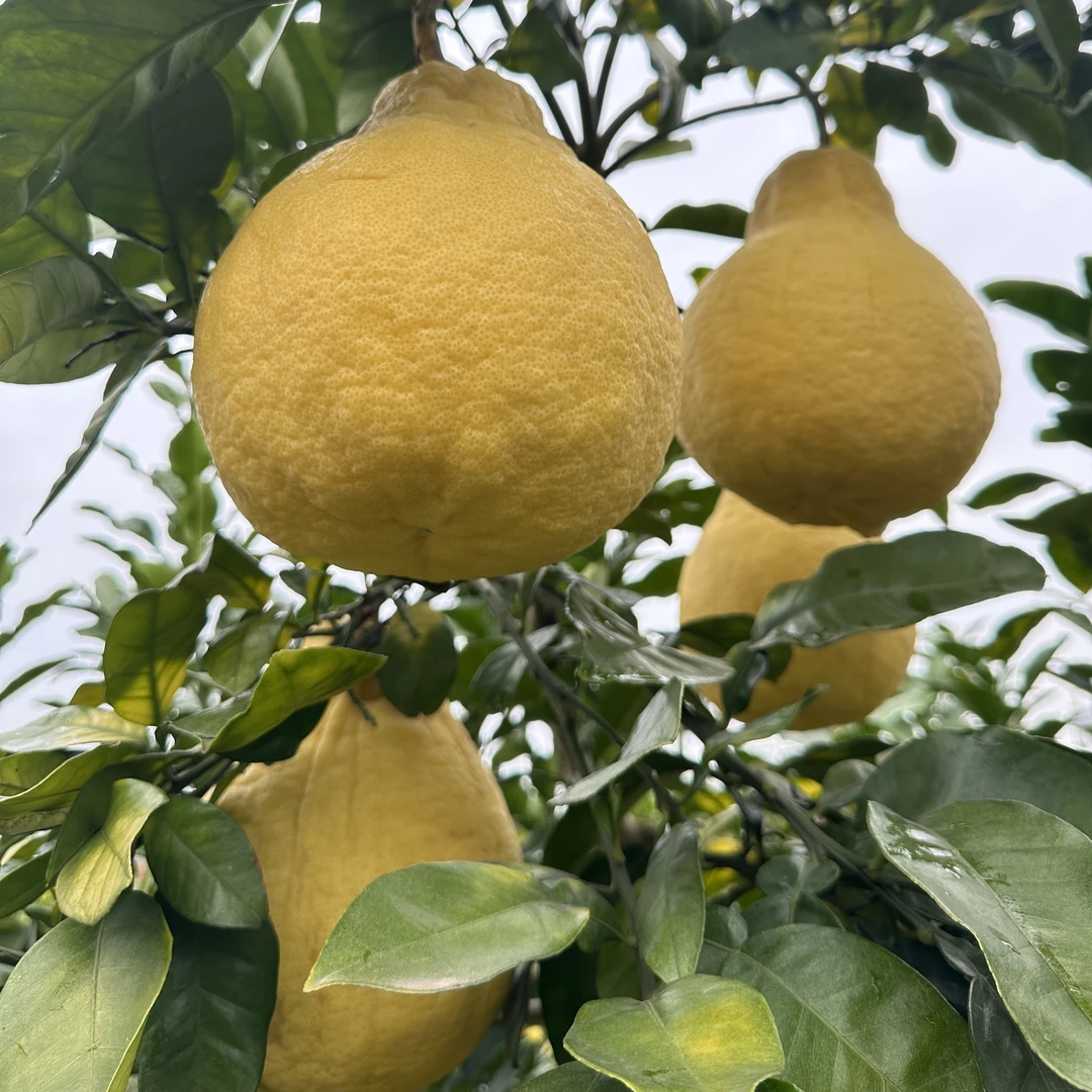 原生态种植沙田柚 纯甜无酸 现采现发 10/40斤