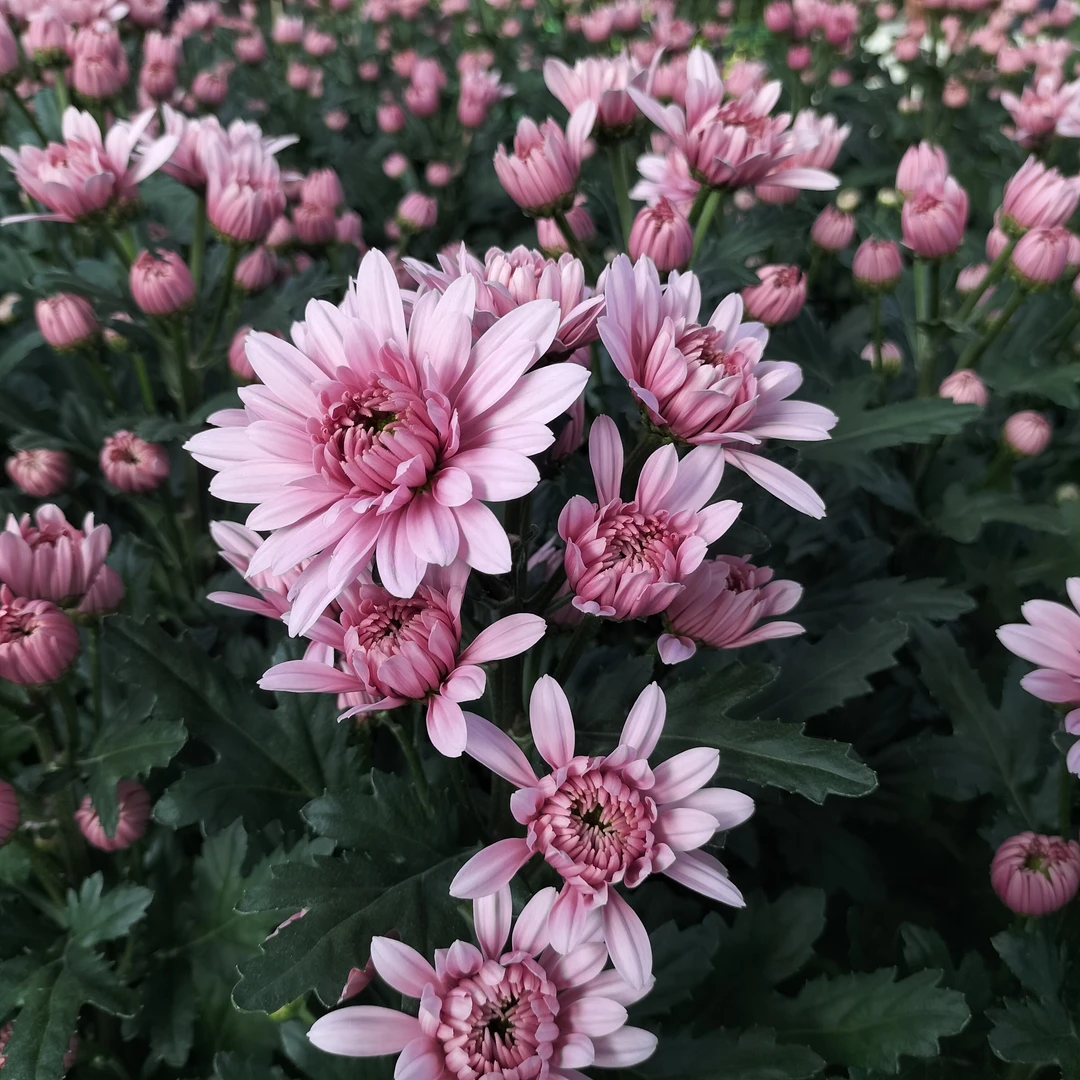 【小雏菊】云南红河基地直发小雏菊现摘现发一个邮费拍【N】把