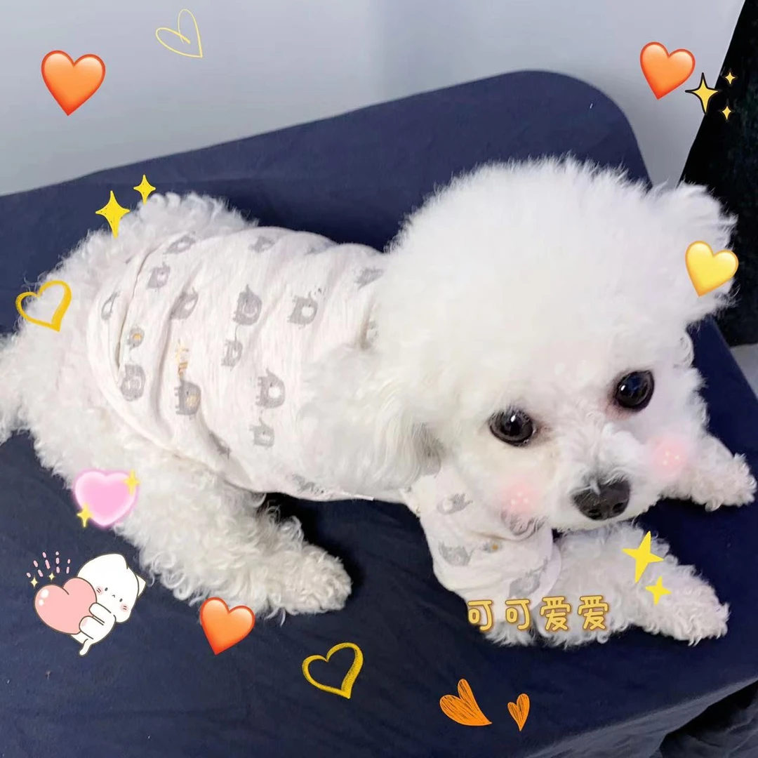 春日有你万象更新纯棉烫金薄款卫衣宠物衣服猫猫狗狗泰迪雪纳瑞