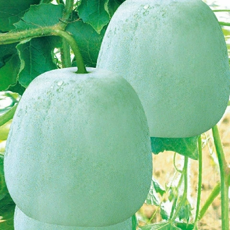 一串铃冬瓜种子四季白皮小冬瓜蔬菜种籽粉皮农家菜园阳台庭院