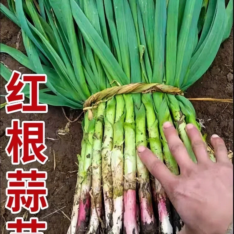 红皮蒜苗种子红头蒜苗种子四季庭院阳台盆栽种子蒜苗蔬菜种子大全