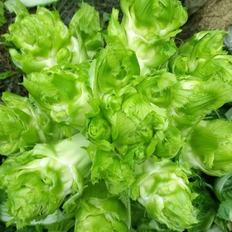 儿菜种子四川特产四季播娃娃菜抱子芥菜秋季蔬菜种子早熟易种原装