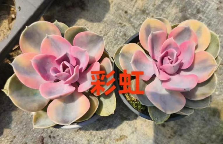 彩虹  90圆杯   冠幅8－9cm