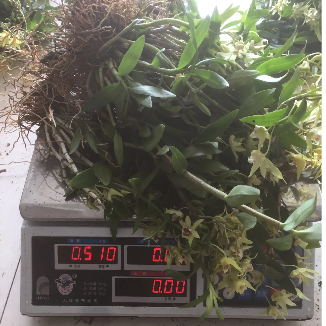 【食用品种】铁皮石斛苗三年成苗6月开花 称斤批发 加工枫斗原材料