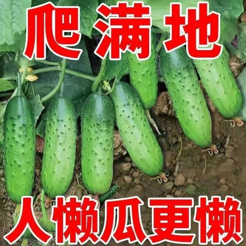 懒人满地爬春秋地黄瓜水果黄瓜种子阳台盆栽庭院种子蔬菜种子