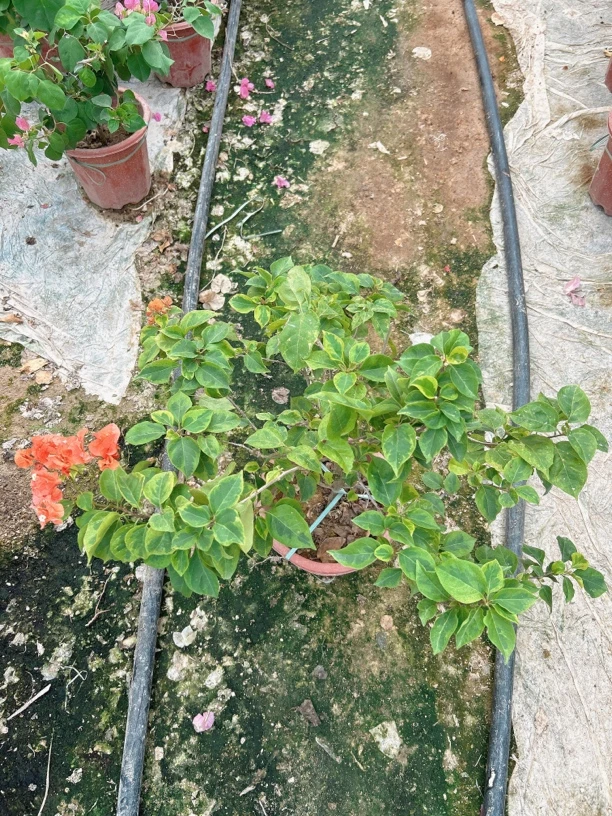 凤祥三角梅:蜥蜴橙