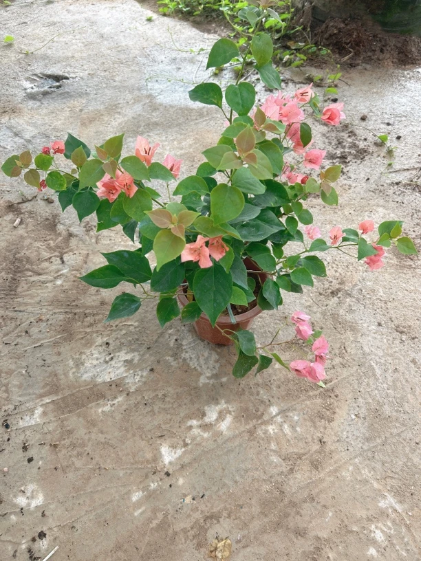 凤祥三角梅：不甜西瓜