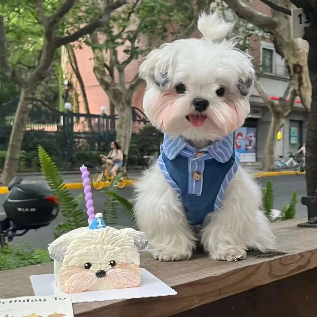 宠物服新款复古牛仔百搭polo衫小型犬约克夏马尔济斯衣服