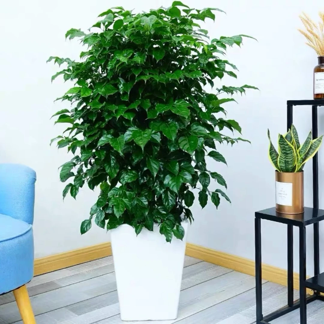 【花季绿植】幸福树观叶绿植  配白色菱形盆