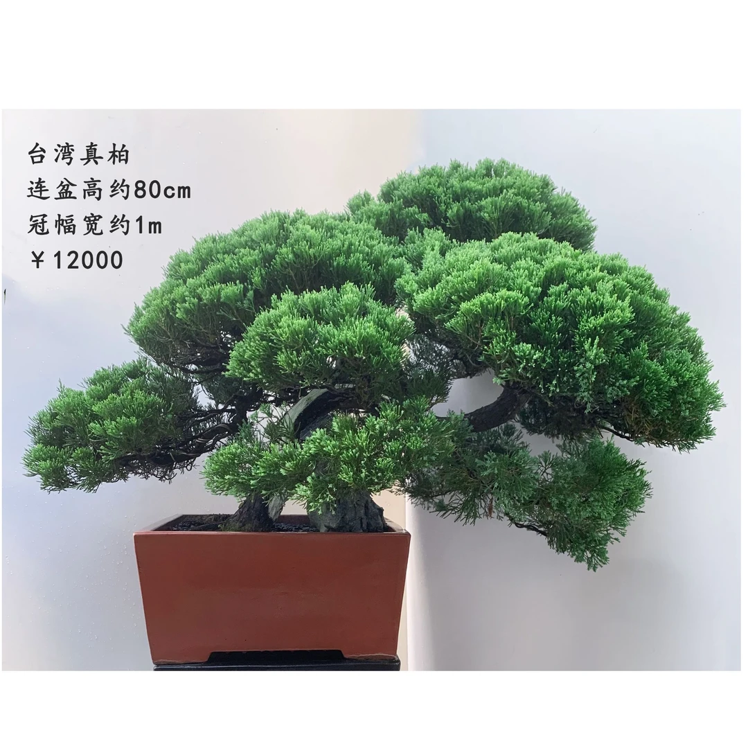 精品台湾真柏盆景09