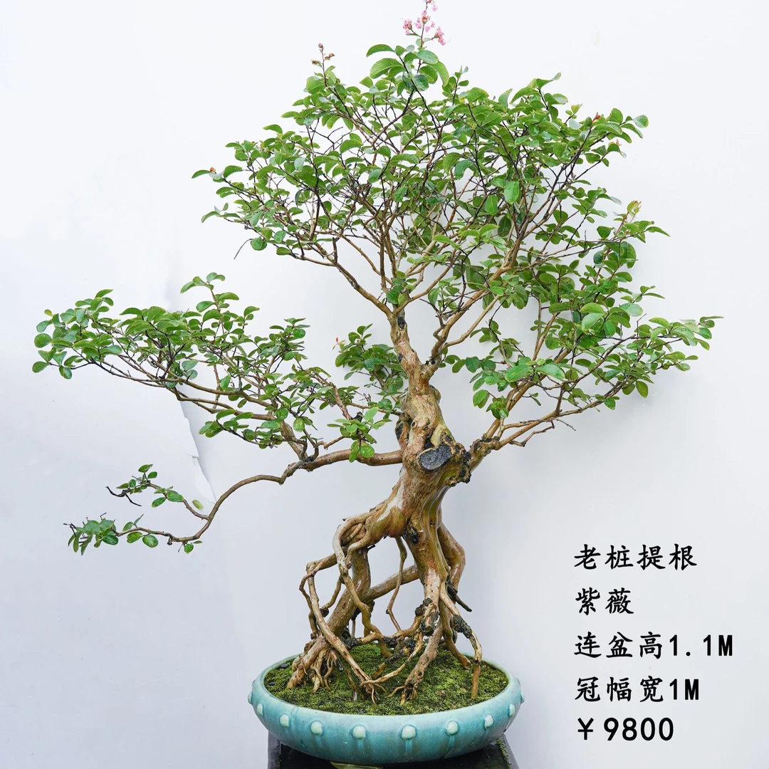 精品老桩紫薇盆景