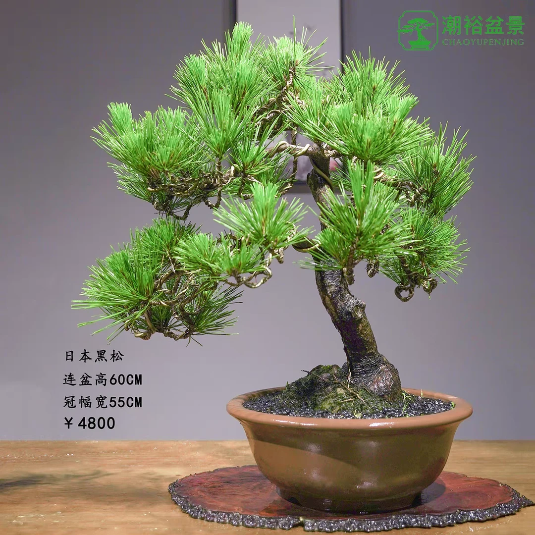 精品老桩黑松盆景室内外均可养护一物一棵入户玄关客厅绿植