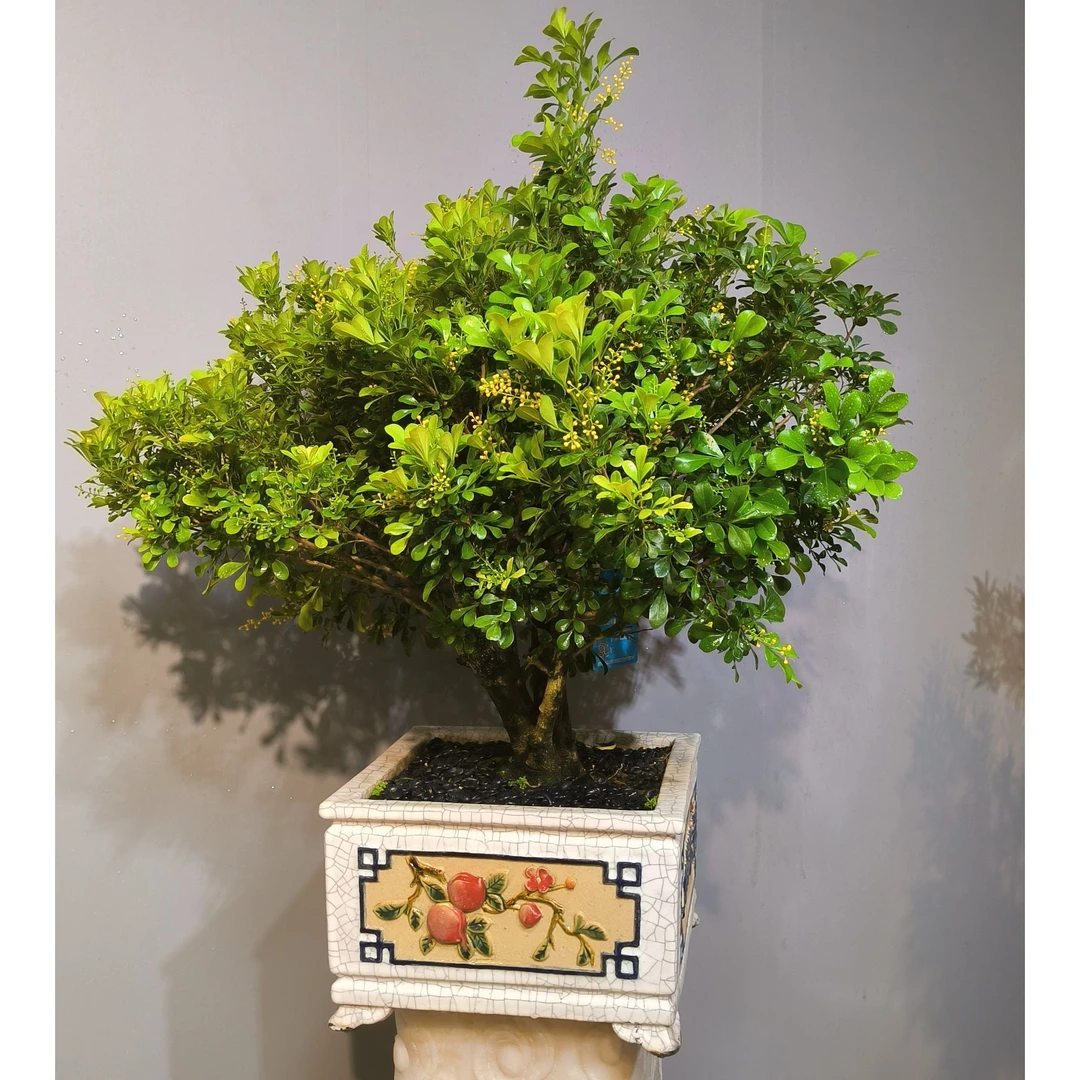 精品老桩米兰盆景