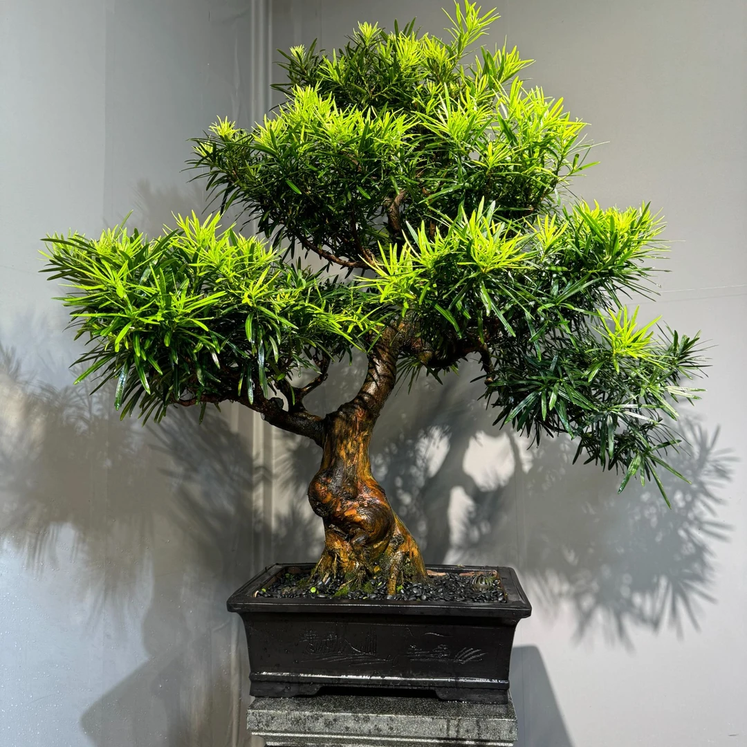精品老桩罗汉松盆景24