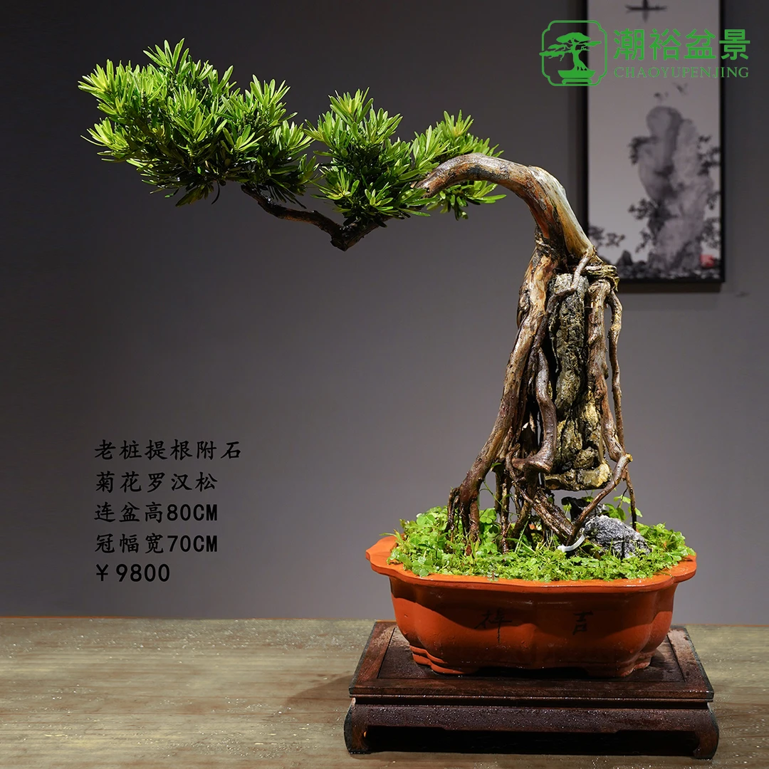 精品老桩罗汉松盆景20