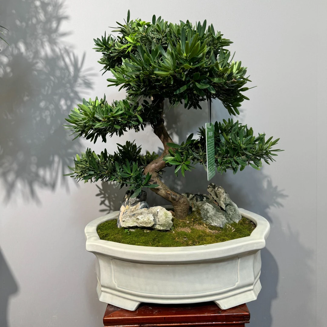 精品老桩罗汉松盆景24