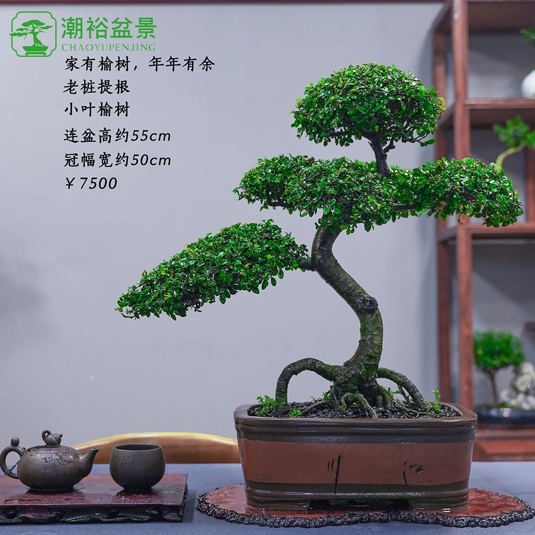 精品老桩小叶榔榆盆景 一物一棵
