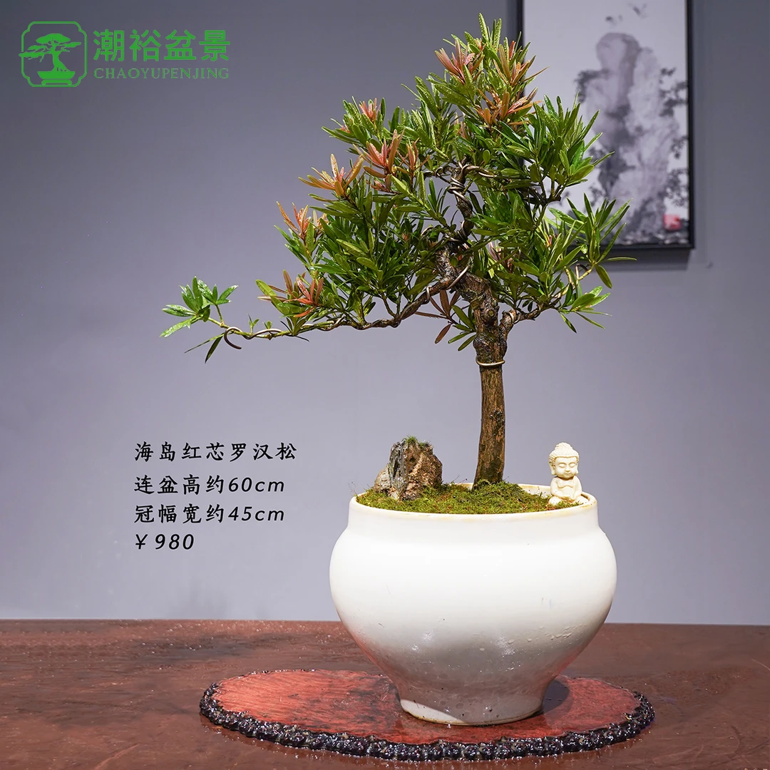 精品进口老桩罗汉松盆景室内玄关客厅摆放四季常青高端盆景