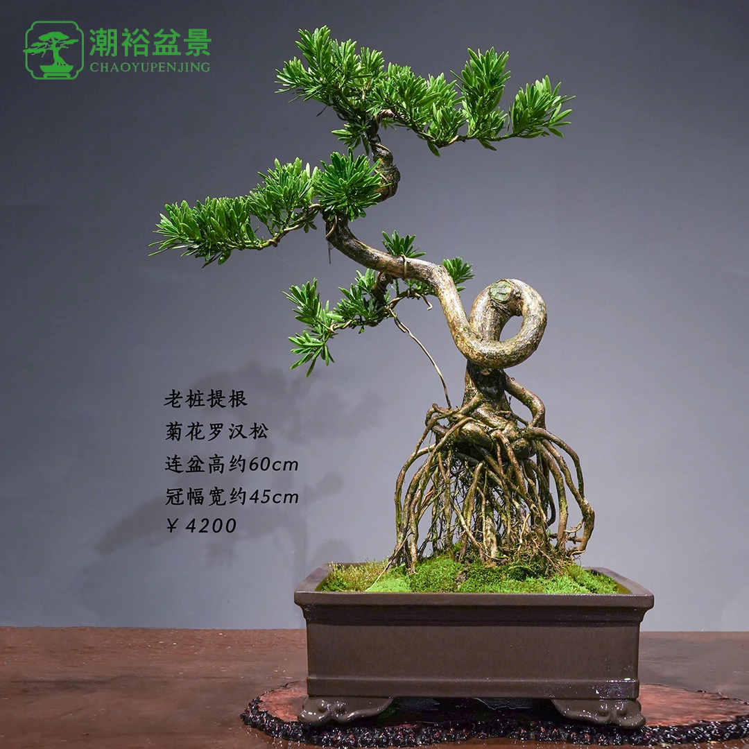 精品老桩罗汉松盆景24