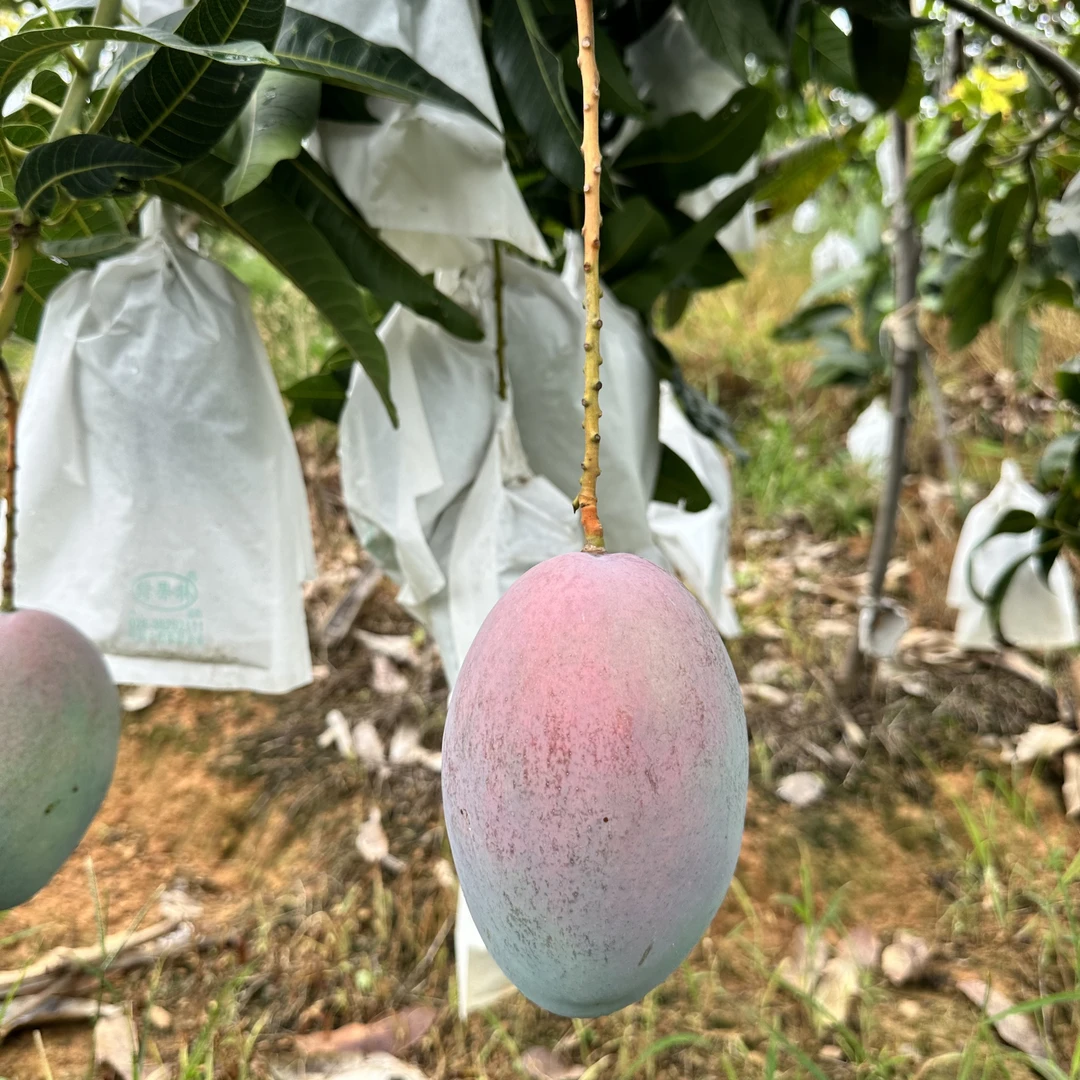 【唐主任专属】助力云南高山凯特芒果现摘现发新鲜甜放置3-7天再吃