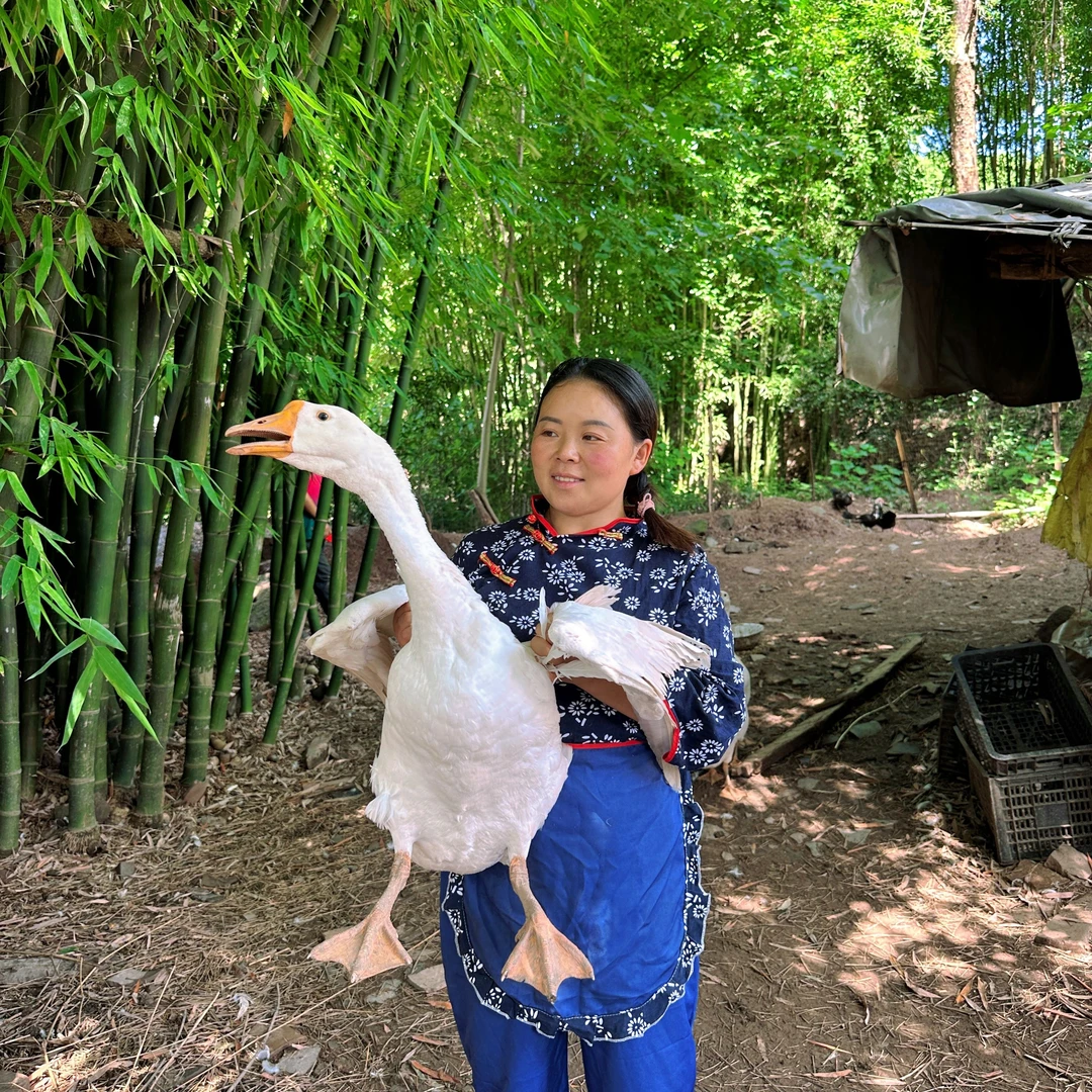 【唐主任专属】鲜土鸡鲜土鸭鲜土鹅直播间专用链接