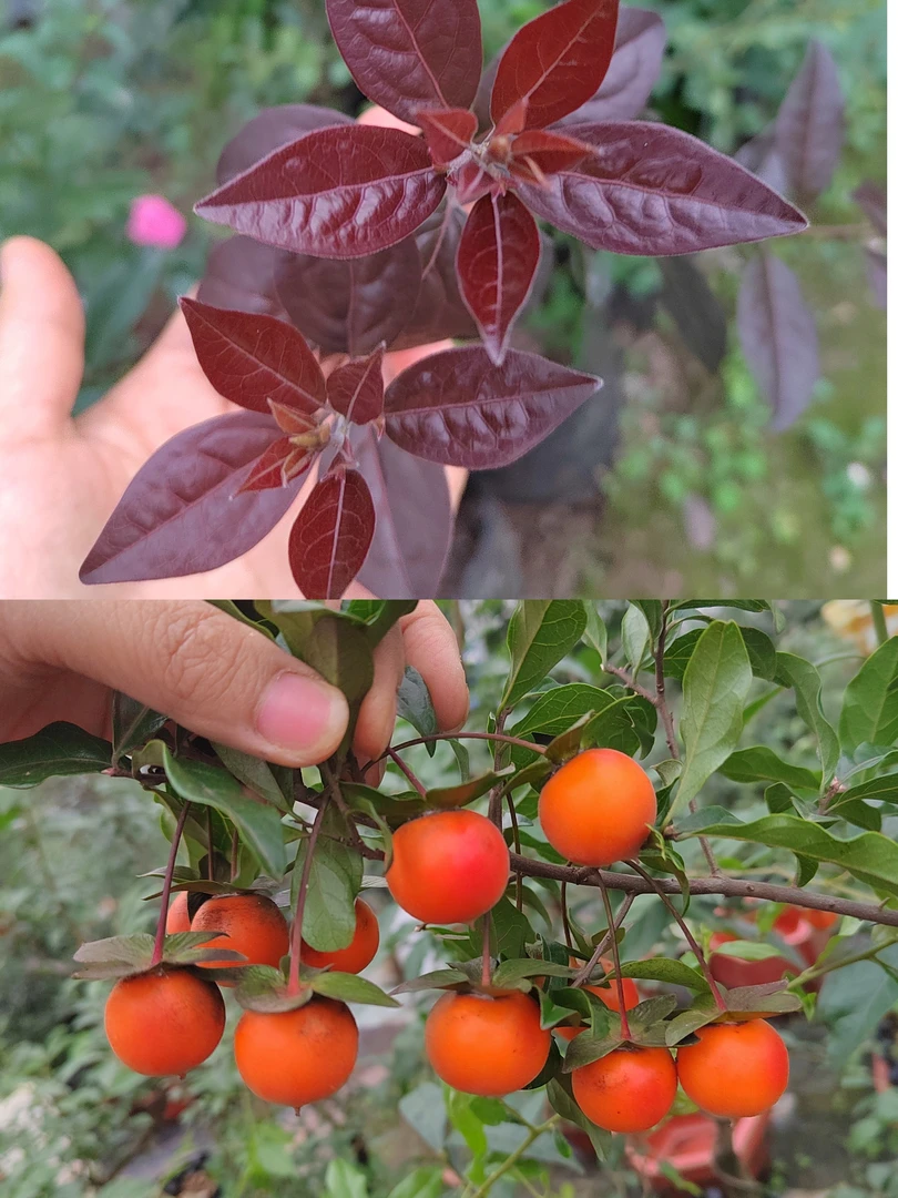 金弹子老鸦柿嫁接品种桩  茶台小品，品种对版，除偏远地区包邮到家