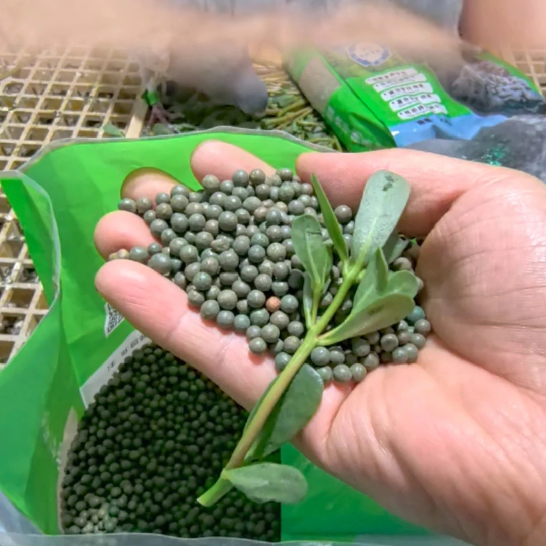 赢冠美顿宝赛鸽种鸽鸽子鸽粮马齿苋蔬菜红土丸每袋5斤鸽子保健砂