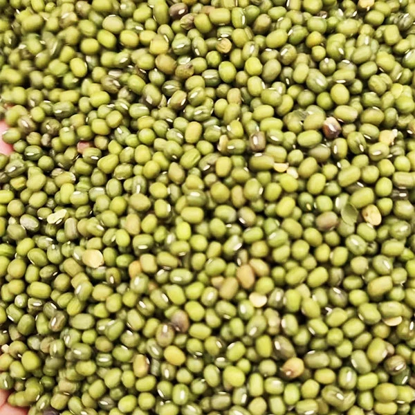 绿豆赛鸽食用 鸽子粮食清火绿豆鸽子粮食