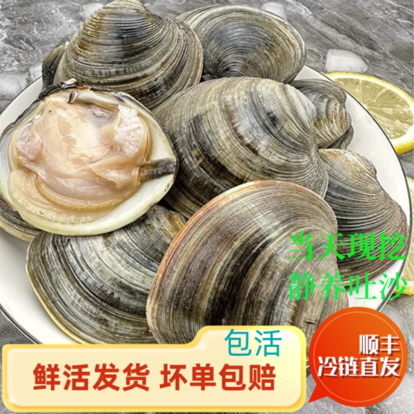 4斤整箱      到货包活  鲜活无沙美贝 当日现挖贝类 大个