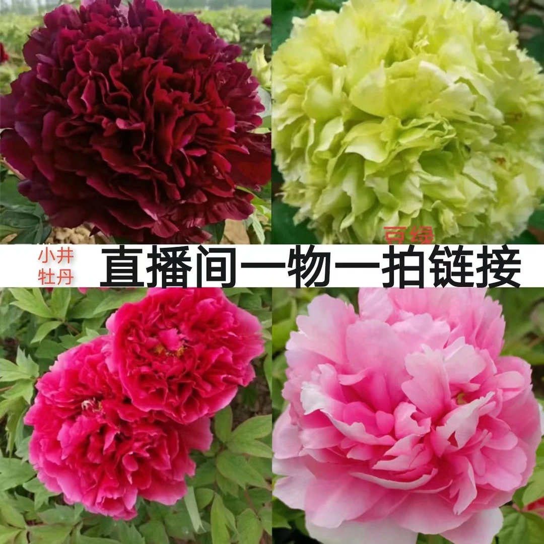 菏泽精品牡丹，直播间 一物一拍链接！