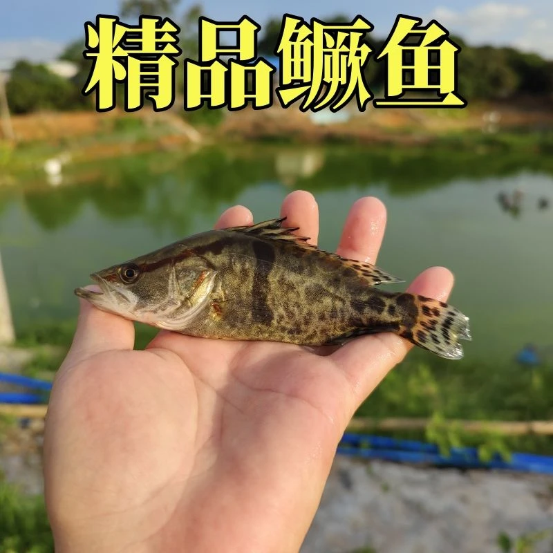 正宗鳜鱼大规格桂花鱼翘嘴鳜白鳜淡水养殖红纹鳜水族活体养殖