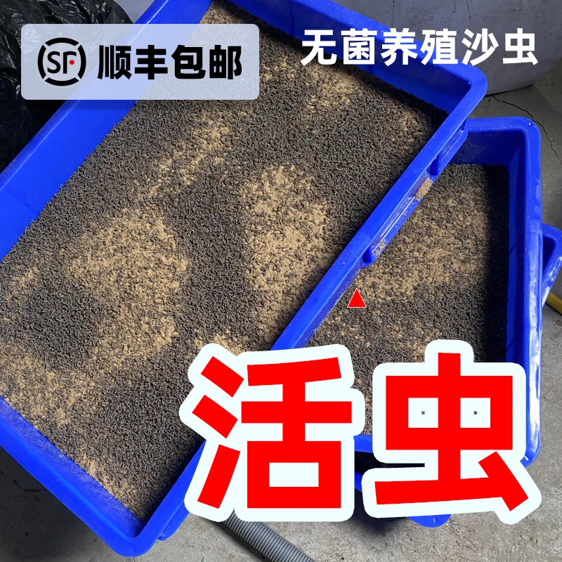 沙虫子孑孓黄辣丁三角峰溪石斑溪流钓活饵蚯蚓养殖供应生态使用