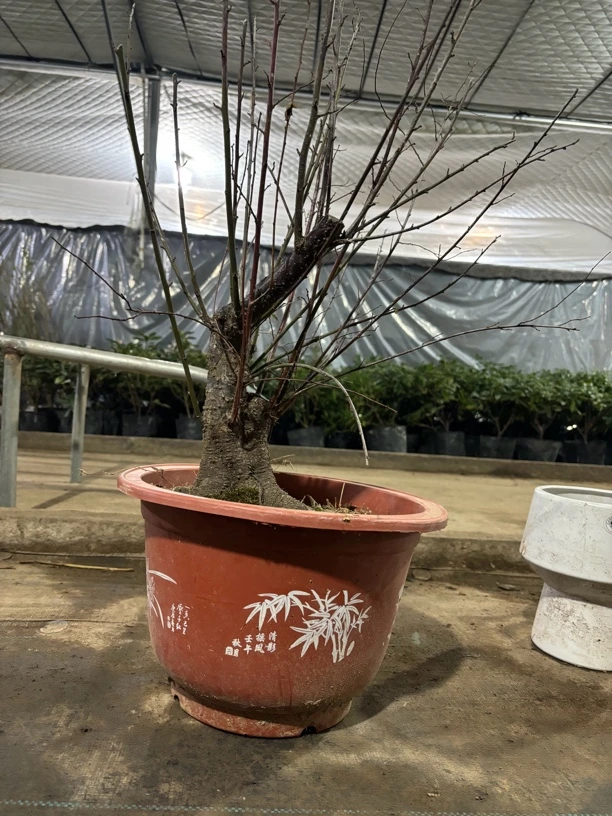 （梅花原生）老桩梅花盆景盆栽植物室内阳台庭院耐热耐寒四季花卉
