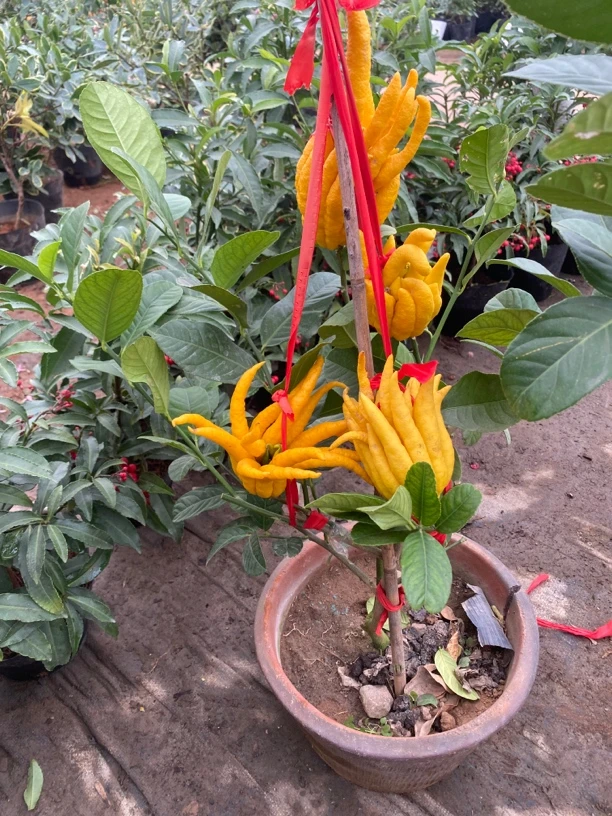 【一物一拍】佛手盆栽花卉绿植室内室外庭院好养植物