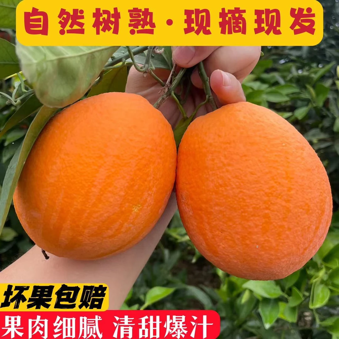 悦悦家的奉节脐橙产地现摘现发5斤10斤新鲜水果橙子
