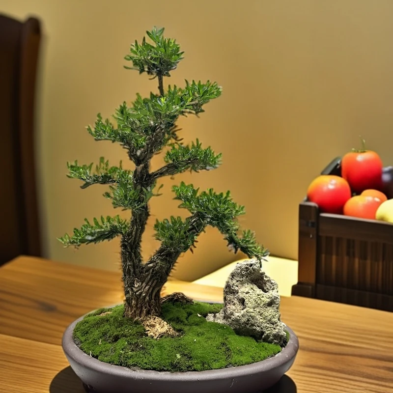 17号广东皱皮雀舌黄杨矮霸老桩含盆总高40冠幅28直径4.5